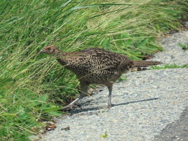 高ボッチ高原・鉢伏山で見た鳥　子連れのキジ（メス）