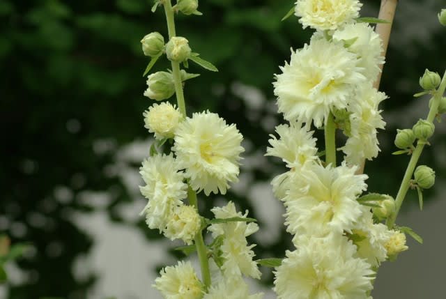 タチアオイ すっと天に向かって伸びる花は7月8日の誕生花 Aiグッチ のつぶやき