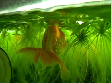 浮いて水カビ ソウルで金魚 浮いて水カビ ソウルで金魚