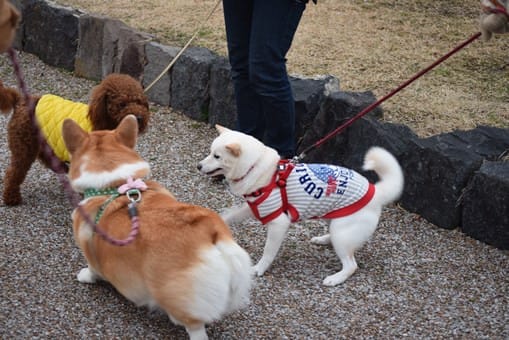 2日ぶりの犬ネタ おでぶな あらため太めのコーギーと迷い子猫と都会に帰りたいおじさんの切実なつぶやき 2日ぶりの犬ネタ おでぶな あらため太めのコーギーと迷い子猫と都会に帰りたいおじさんの切実なつぶやき