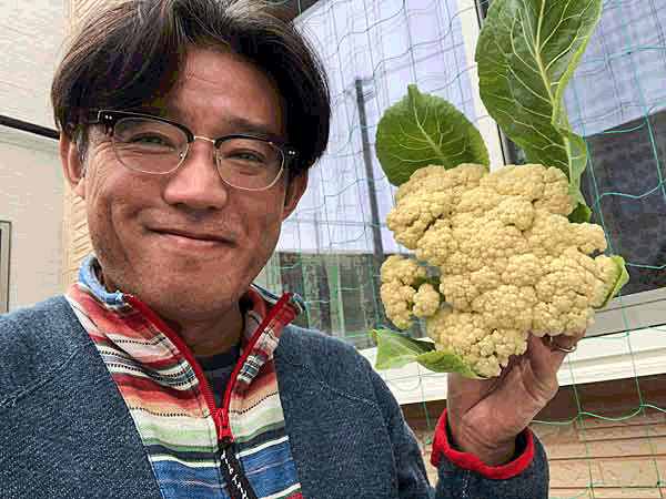 白カリフラワー スノークラウン 収穫 日々是楽 Enjoy It Every Day