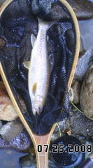 琴似発寒川の岩魚に思う事 何時もの川へ行こう 琴似発寒川の岩魚に思う事 何時もの川へ行こう