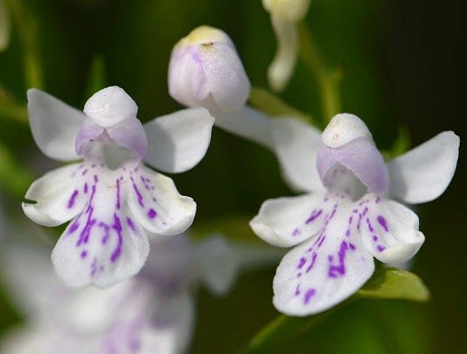 鉢植えのウチョウランの仲間（１） 白紫点花 - Koba の庭～春夏秋冬