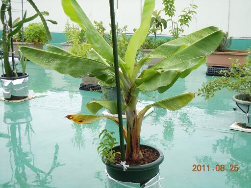 鉢植えバナナ２６枚めの葉 バルコニーで フルーツ栽培記