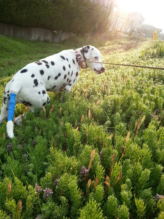 犬の尻尾にできものが のその後 Ca Va 整体やさん