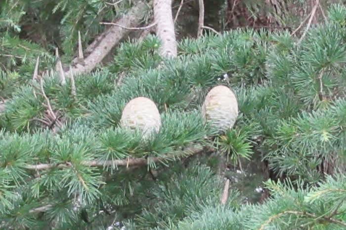 松ぼっくり・杉ぼっくり ・樅ぼっくり - モモちゃんへ