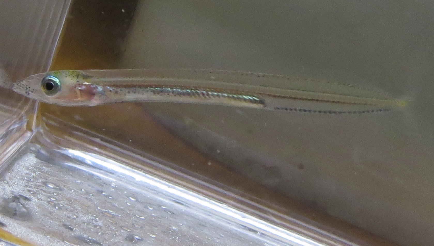 採集 のブログ記事一覧 6ページ目 お魚三昧生活