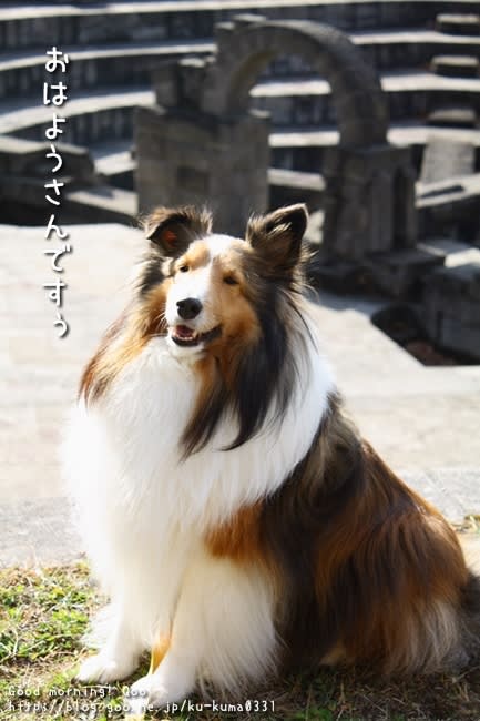 お耳の矯正する しない おはよう クーちん シェルティのお散歩日記 お耳の矯正する しない おはよう クーちん シェルティのお散歩日記