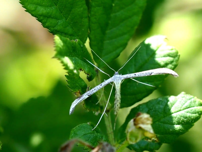 ヒルガオトリバ てんとう虫の歳時記 2 ヒルガオトリバ てんとう虫の歳時記 2