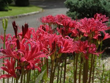 リコリス 気まぐれ写真