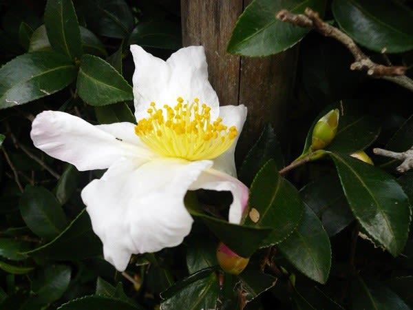 4)山茶花 山茶花