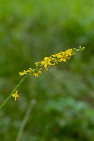 これも「ひっつき虫」の仲間です - 京都園芸倶楽部の元ブログ管理人の書笈