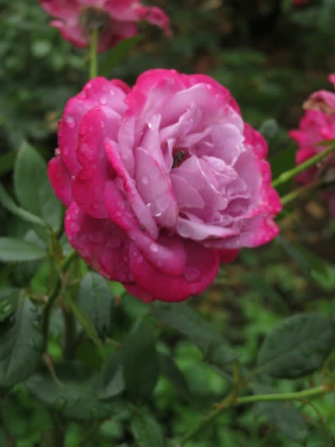 藤色の地に赤紫の花が咲くバラ ブルー リバー 春薔薇シリーズ 016 野の花 庭の花