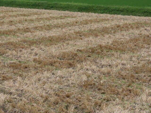 刈取りの終わった小麦畑