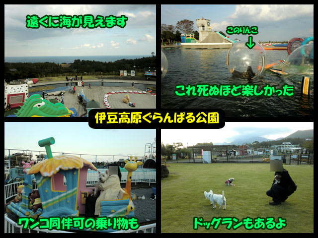 ごんちゃんと伊豆高原 シーズー犬日和つきこはる ごんちゃんと伊豆高原 シーズー犬日和つきこはる