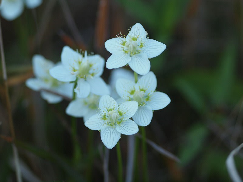 ウメバチソウの白 リンドウの青 めぐる季節 花華の雪月花