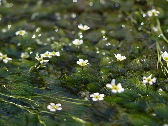 水に咲く花 めぐる季節 花華の雪月花
