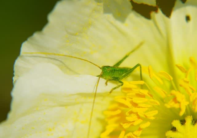 ポピーとバッタの子供たち 四季の花と風景写真