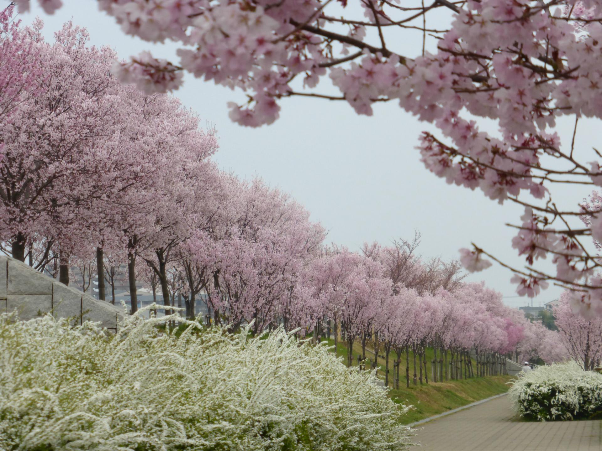 狭山池のコシノヒガン桜が満開 富田林百景 とんだばやし とその周辺の魅力を発信