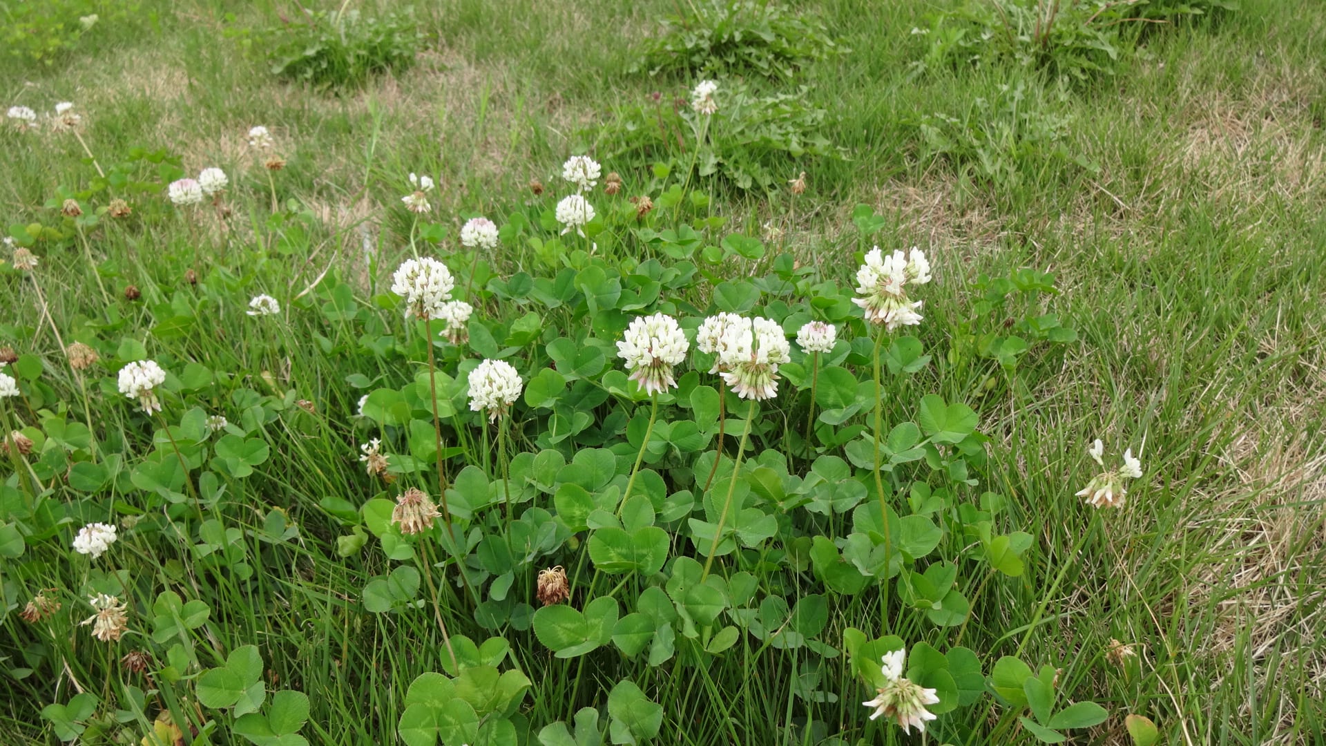 野に咲く夏の可憐な花 シロツメクサ ワインバーでのひととき