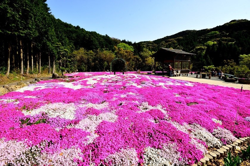 嬉野 志田フラワー園のシバザクラ 18 九州じゃらん5月号で紹介 日常