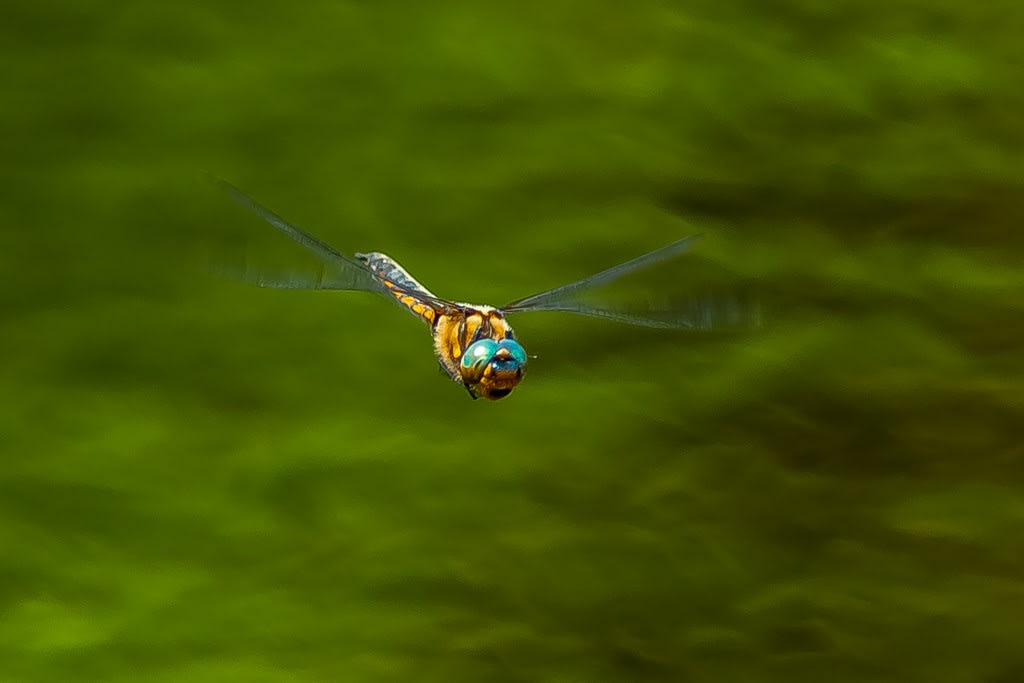 オオトラフトンボの飛翔写真