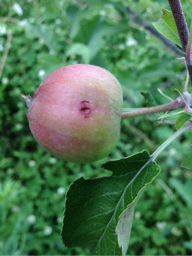 シンクイムシ 長野県 真田丸の故郷で無農薬りんご栽培に挑戦 俺のりんごです