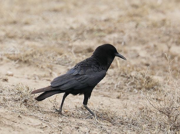 ツルハシガラス 自然からのたより