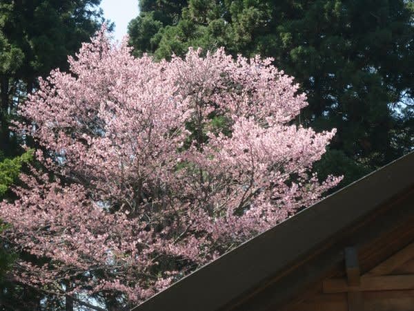 円山公園と北海道神宮でお花見 エリーゼのひとりごと 円山公園と北海道神宮でお花見 エリーゼのひとりごと