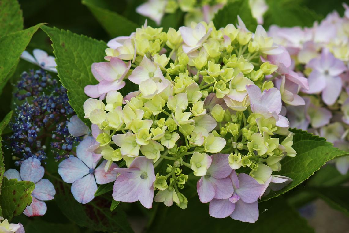 紫陽花の画像