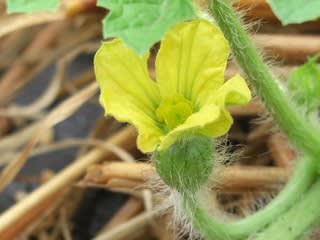 スイカの雌花が咲いた 風とみどりに戯れて