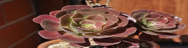 ゆとと 様 27 カシミアバイオレット センペルビウム 多肉植物