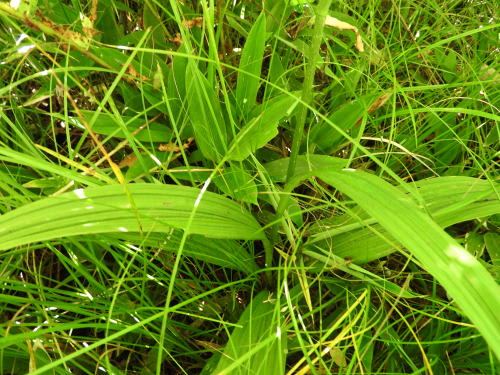 高ボッチ高原・鉢伏山の植物　シュロソウ（棕櫚草） 