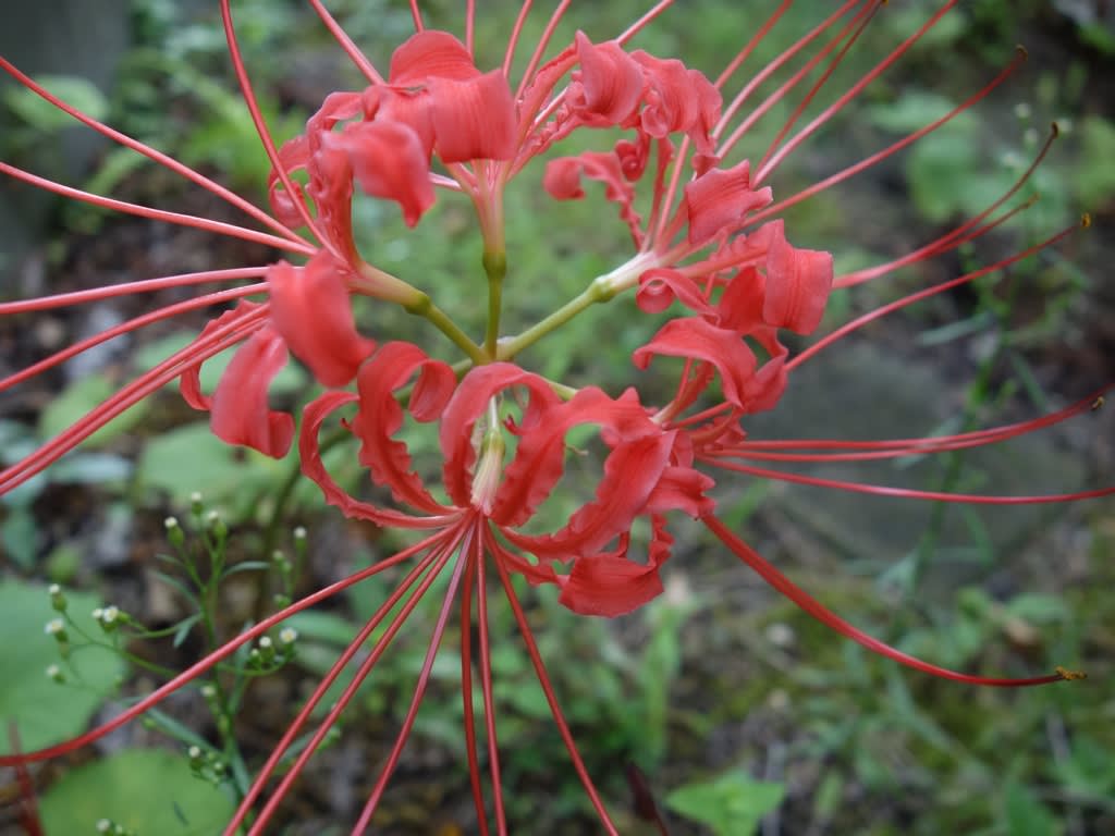悲願花開花 Charu S Garden Blog