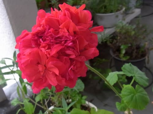 赤い花、ゼラニウムなど - Niwa niha Hana (庭には花) 赤い花、ゼラニウムなど - Niwa niha Hana (庭には花)