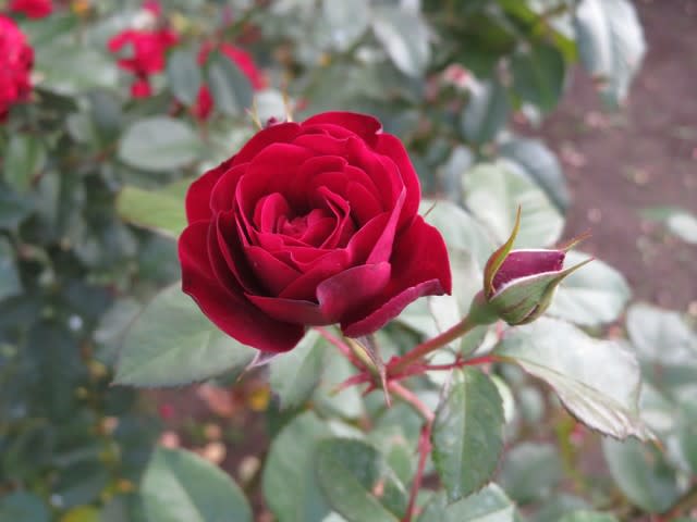 ビロードのような感触の真っ赤のバラ ラバグルート 薔薇シリーズ106 野の花 庭の花