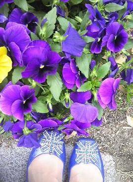 廃墟の鳩 Saoの猫日和