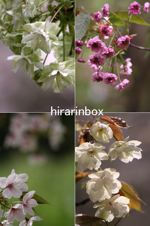 いろいろな桜