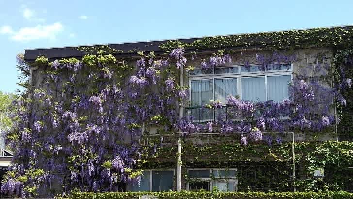 藤の花 千住寿幼稚園 18 4 9撮影 お散歩は楽しい 藤の花 千住寿幼稚園 18 4 9撮影 お散歩は楽しい