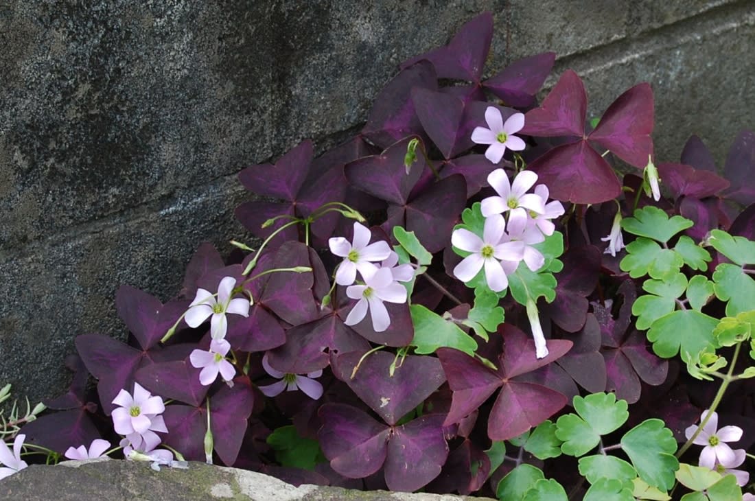 紫の葉 紫がかった白い花 オキザリス レグネリーは日向好み 立山日和