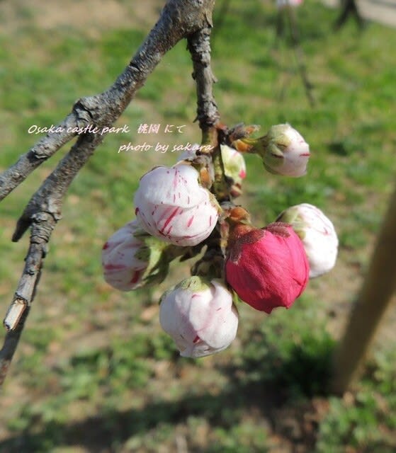 桃が開花し始めた 大阪城公園桃園 2021年3月 画像