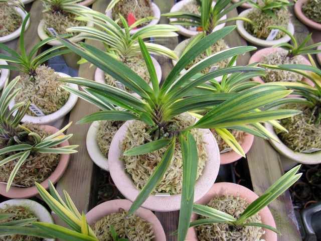 建国縞 - 蘭の国から