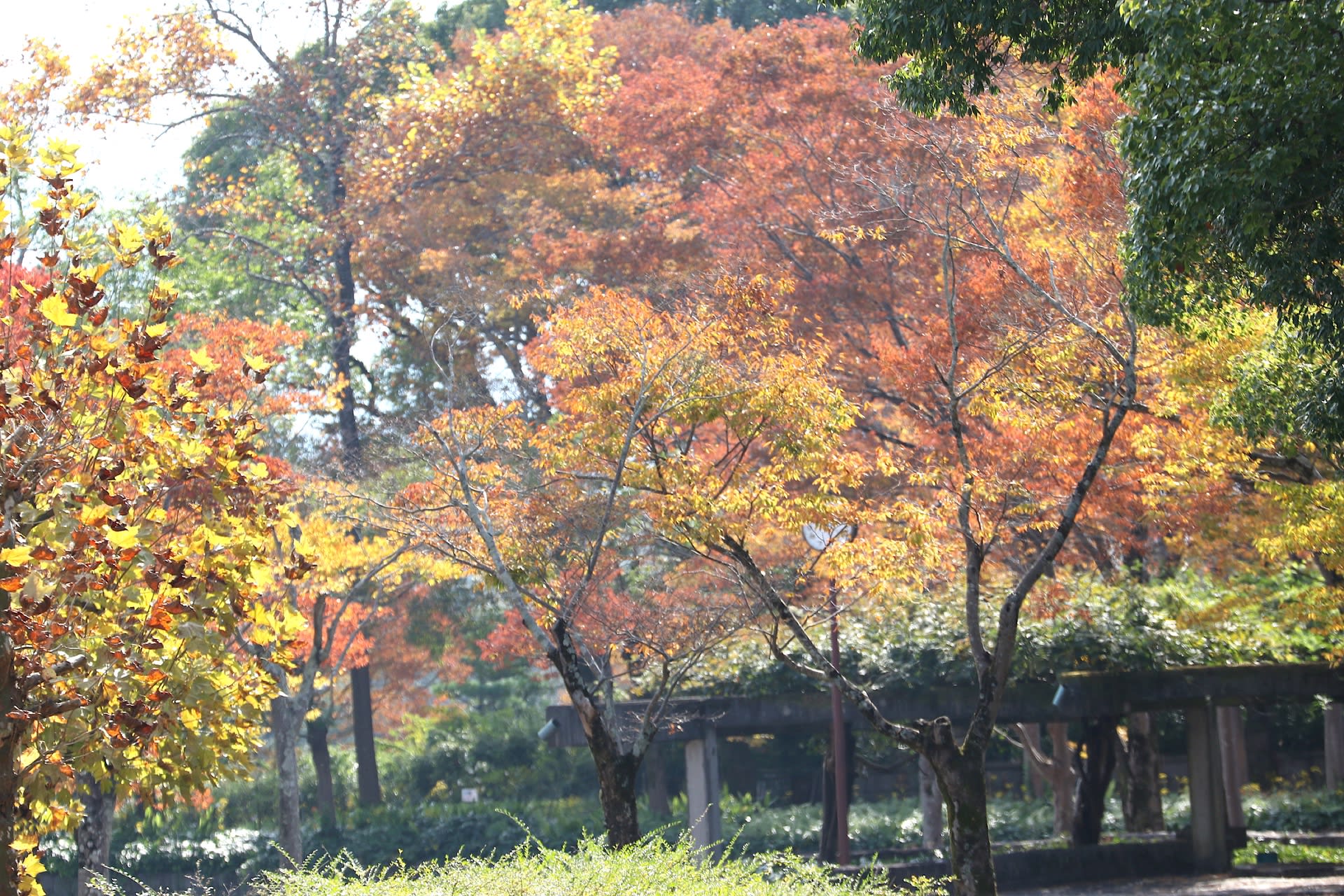 ツワブキの花と紅葉と黄葉 自然を求めて近辺ぶらり ツワブキの花と紅葉と黄葉 自然を求めて近辺ぶらり