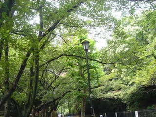 増上寺横の緑道マイナスイオンがいっぱい！目の前はタワーです