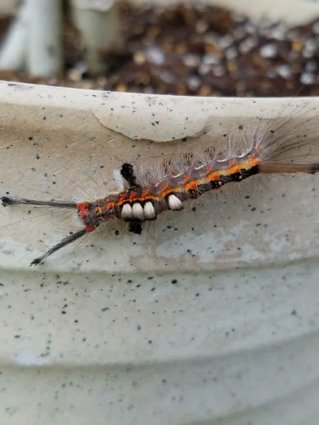 お初の毛虫は作り物みたい イイダアックス 相談役日記 お初の毛虫は作り物みたい イイダアックス 相談役日記