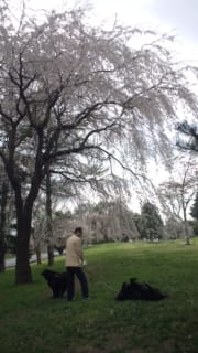 雪窓公園の垂れ桜