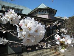 田戸台分庁舎の桜