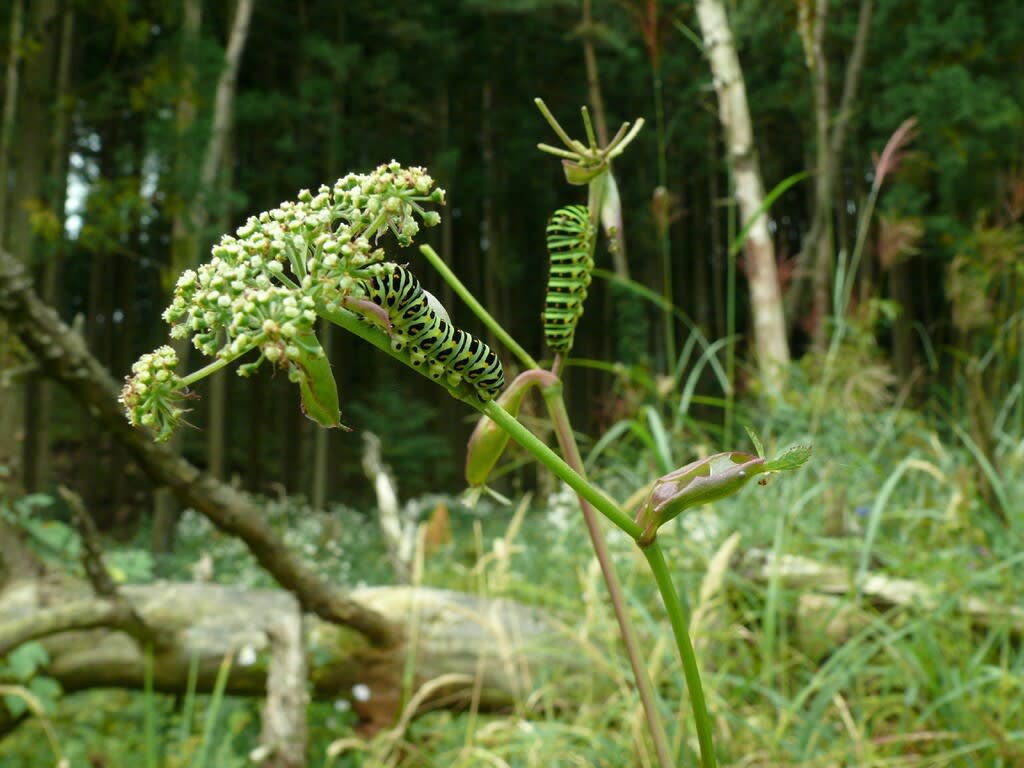 権現堂山 9 17 ノダケと幼虫 みちのくの山野草