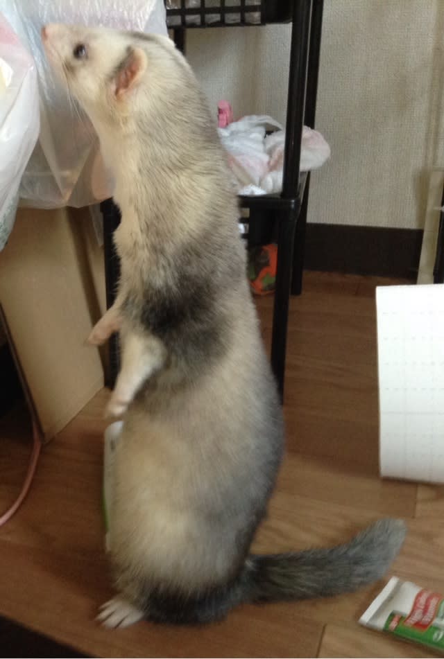 立った 立ったよ 鼬街道をゆく