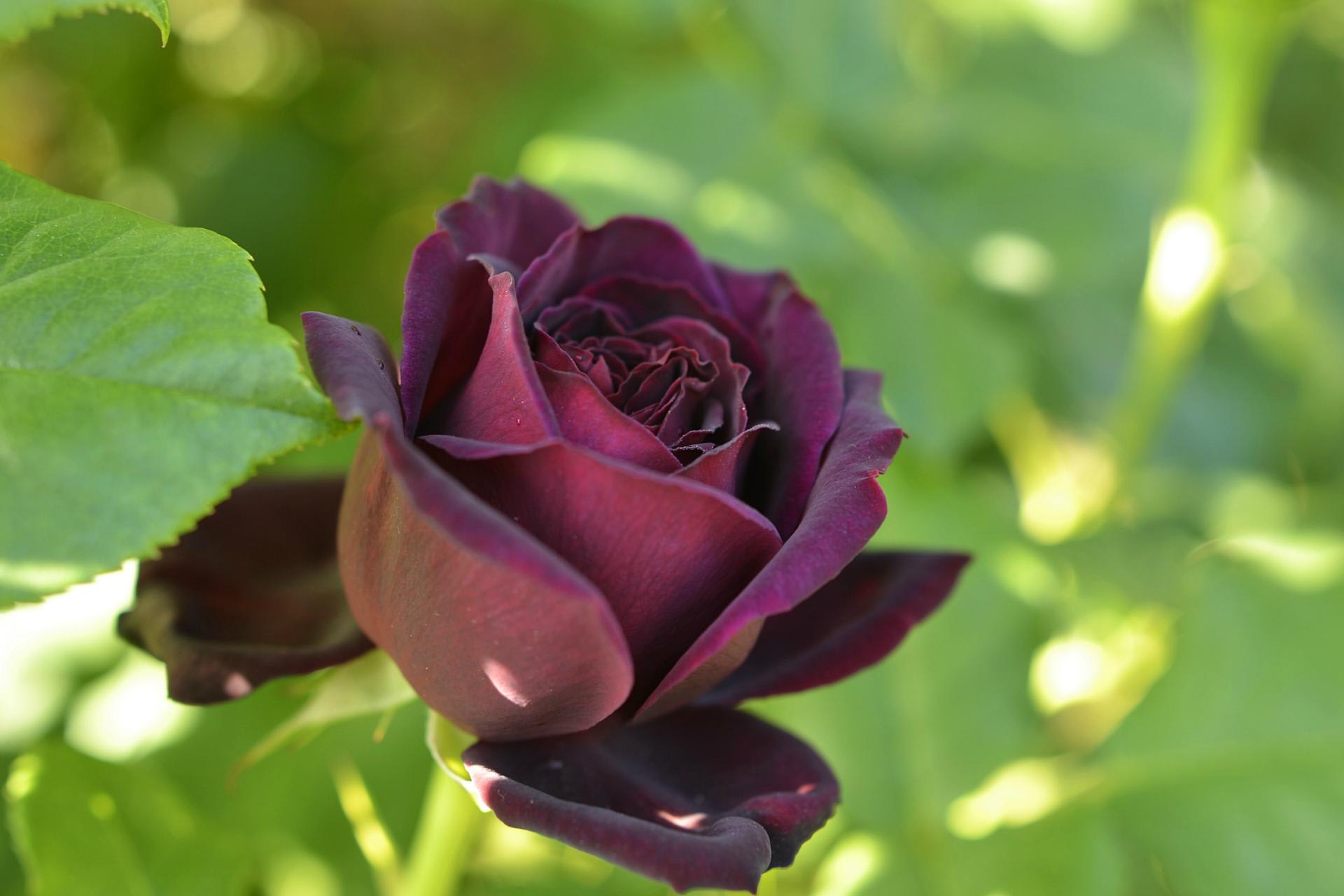 バラ アストリット グレーフィン フォン ハイデンベルグ 赤紫 季節の風